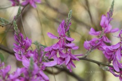 Indigofera cassioides